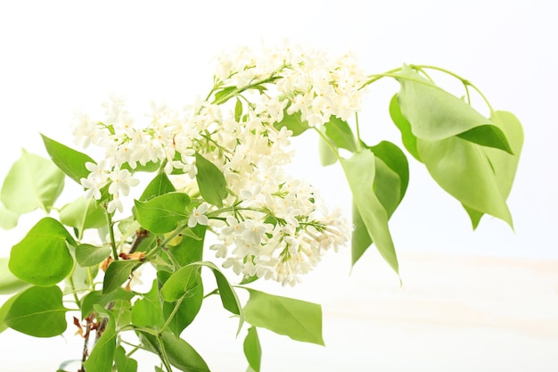 Bouquet di lillà bianco su sfondo bianco