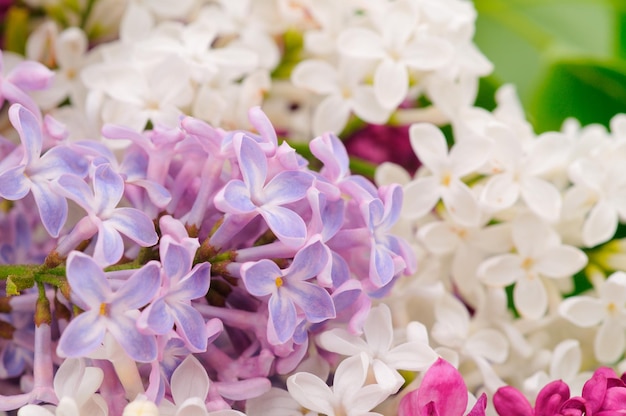 Bouquet di lilla colorati