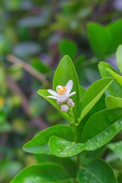 Bouquet di limoni bianchi freschi su un albero di limone con sfondo sfocato