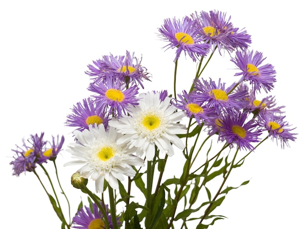 Bouquet di margherite bianche e viola isolate su sfondo bianco