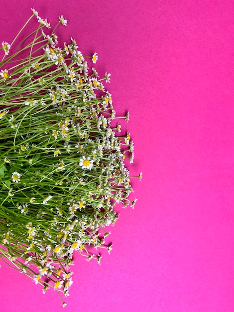 Bouquet di margherite bianche su sfondo rosa