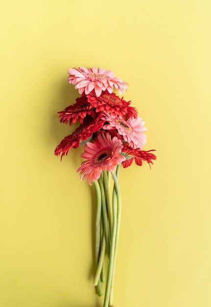 Bouquet di margherite gerbera rosa e rosso su sfondo verde. Lay piatto dal design minimale