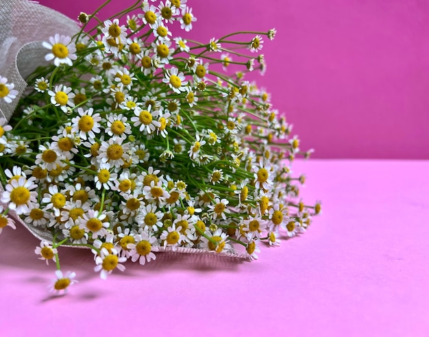 Bouquet di margherite su sfondo rosa