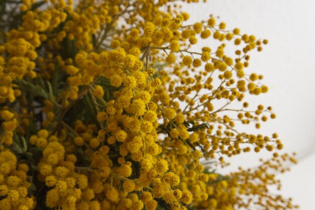 Bouquet di mimosa in un vaso di ceramica su un tavolo bianco contro lo spazio della copia del muro