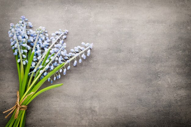 Bouquet di muscari blu su sfondo grigio rustico.