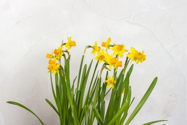 bouquet di narcisi gialli su uno sfondo di muro di pietra bianca. concetto di vacanza e l'inizio della primavera.