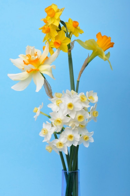 Bouquet di narcisi in vaso