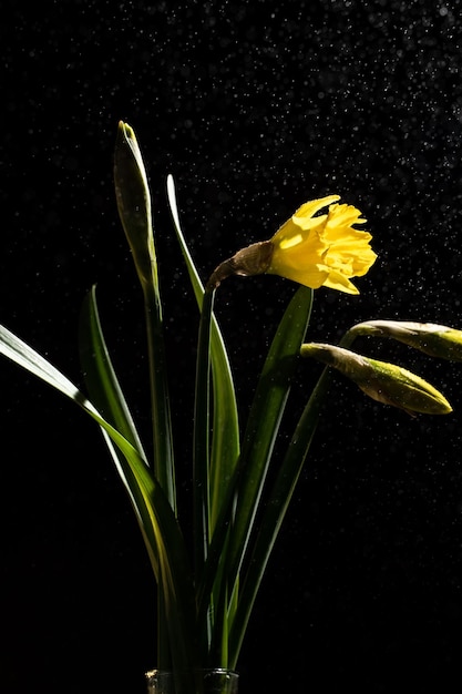 bouquet di narcisi su sfondo nero natura morta colorata