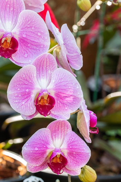 Bouquet di orchidee rosa, Phalaenopsis, con goccioline d'acqua, di colore tenue, su sfondo sfocato di foglie verdi. Punto di messa a fuoco selettiva, verticale.