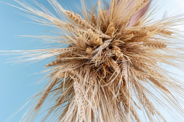 Bouquet di orecchie di segale dorate cereali gialli secchi spikelets copia da vicino spazio vista superiore messa a fuoco selettiva