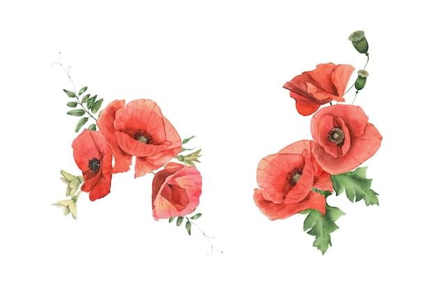 Bouquet di papaveri ed erbe disegnato a mano ad acquerello Perfetto per invito e social media