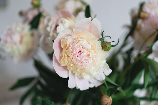 Bouquet di peonie rosa bianche fiori su sfondo di legno Peonie estetiche minimaliste piatte Bella carta per la festa della mamma o la festa della donna