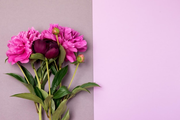 Bouquet di peonie rosa e rosa su doppio sfondo grigio e rosa Concetto minimale alla moda