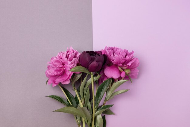 Bouquet di peonie rosa e rosa su doppio sfondo grigio e rosa