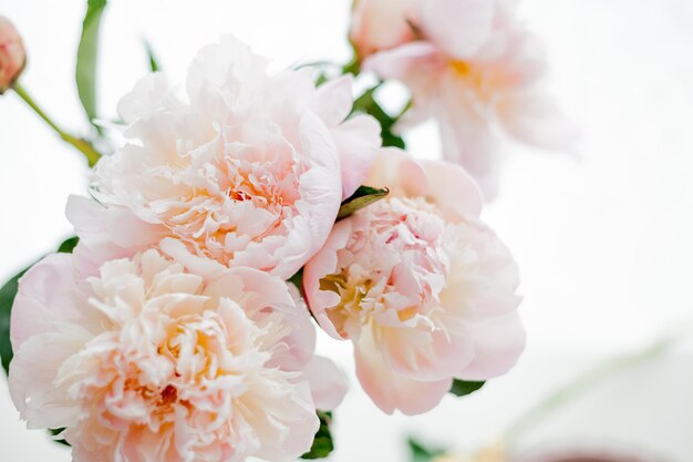 Bouquet di peonie rosa Fiori Umore primaverile a casa Accogliente