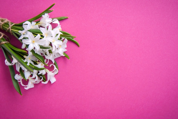 Bouquet di piccoli fiori bianchi primaverili Chionodoxa su superficie rosa pink