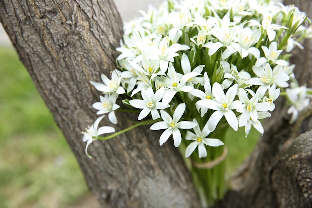 Bouquet di piccoli fiori bianchi sull'albero