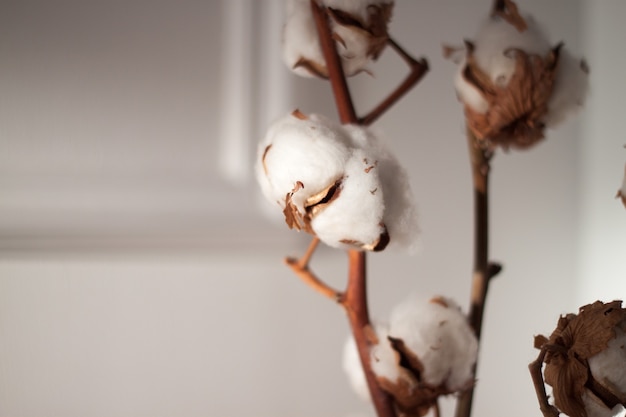 bouquet di rami di cotone secco bianco in vaso bianco