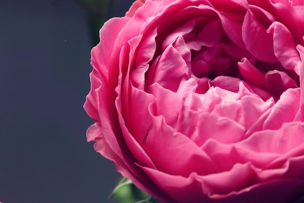 bouquet di rose a letto/concetto romantico, sfondo luna di miele