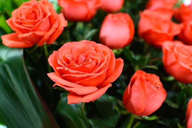 Bouquet di rose colorate Bella composizione floreale