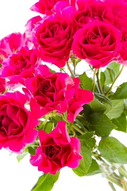 Bouquet di rose da giardino rosa su sfondo bianco.