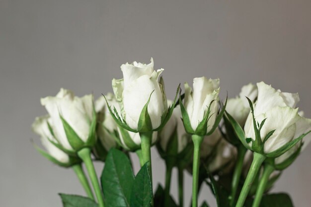 Bouquet di rose di tè bianco su sfondo bianco.