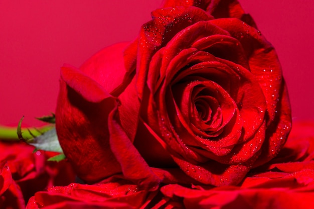Bouquet di rose fresche, fiore sfondo luminoso. Una ripresa macro ravvicinata di una rosa rossa
