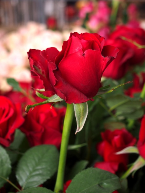 Bouquet di rose nella zona delle rose dell'azienda agricola