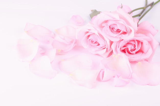 Bouquet di rose rosa pallido con petali su uno sfondo chiaro