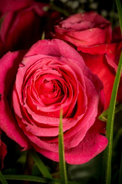 Bouquet di rose rosa