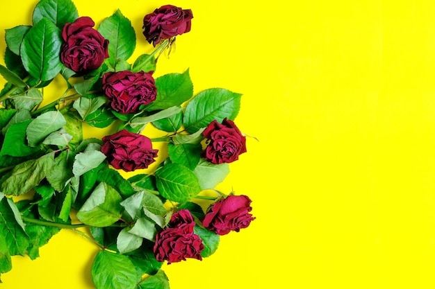 Bouquet di rose rosse appassite su sfondo giallo.