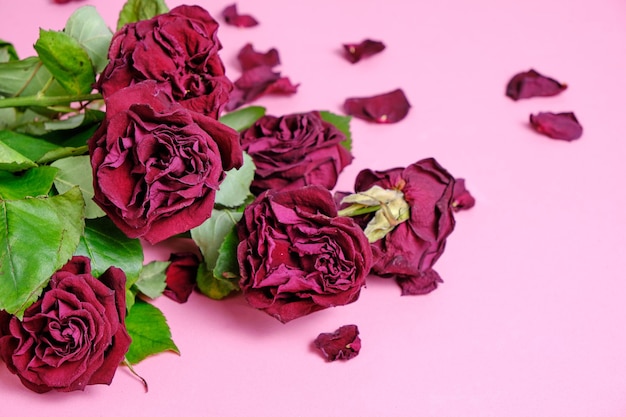 Bouquet di rose rosse appassite su sfondo rosa.