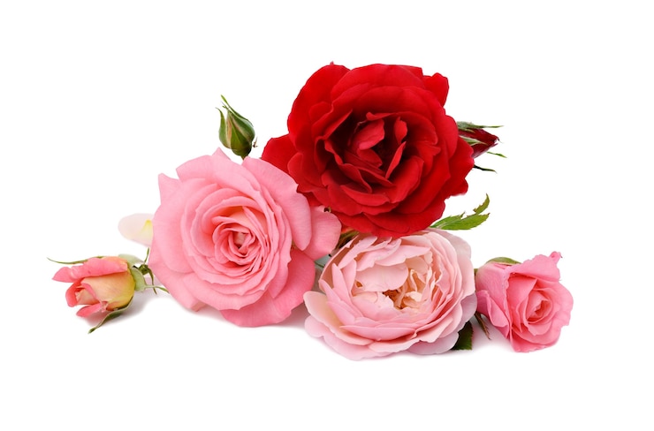 Foto bouquet di rose rosse e rosa isolate su superficie bianca, bouquet festivo, primo piano