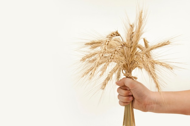 Bouquet di spighe di grano in una mano tesa su uno sfondo bianco isolato