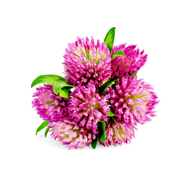 Bouquet di trifoglio rosa con foglie verdi isolato su sfondo bianco