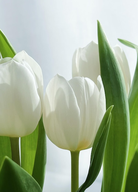 Bouquet di tulipani bianchi bellissimi fiori concetto