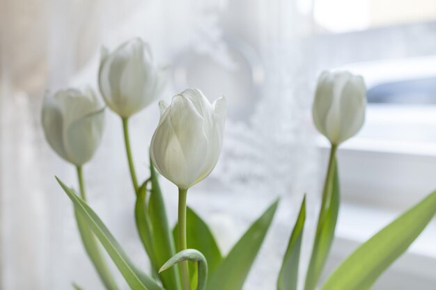 Bouquet di tulipani bianchi in un vaso bianco su un tavolo bianco