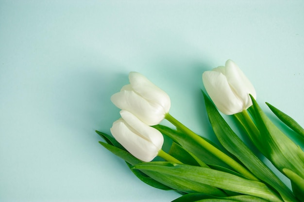 Bouquet di tulipani bianchi su sfondo blu pastello Simbolo di primavera e tenerezza