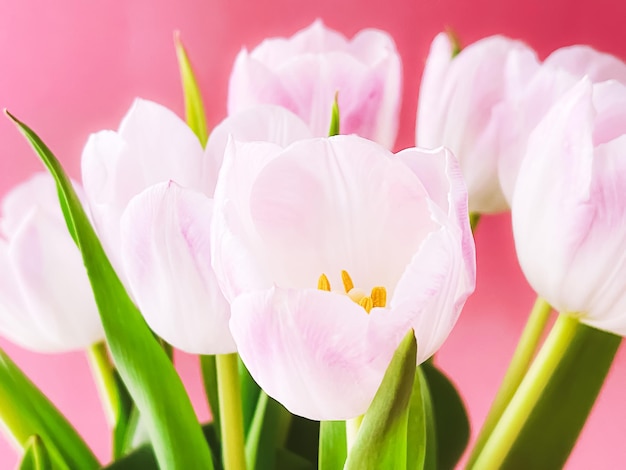 Bouquet di tulipani bianchi su sfondo rosa bellissimi fiori e concetto di regalo floreale