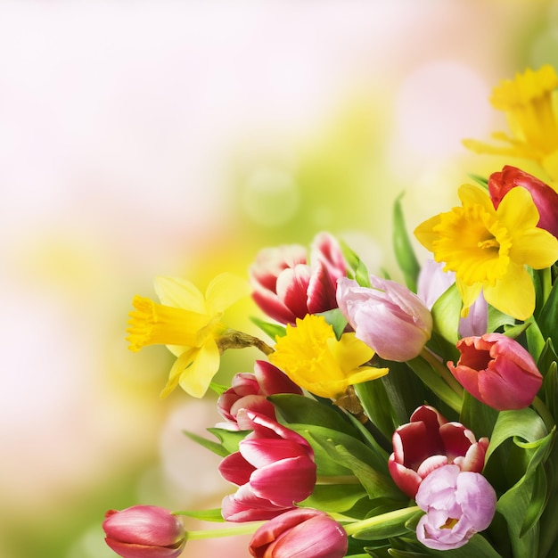 Bouquet di tulipani colorati freschi e narcisi su sfondo astratto