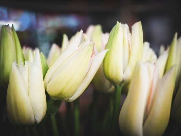 Bouquet di tulipani primaverili, colorati e luminosi
