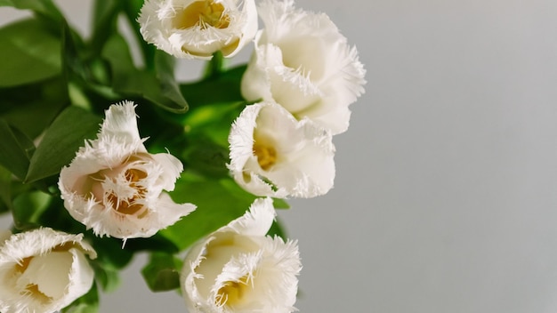 Bouquet di tulipani primaverili freschi vista dall'alto bianco bel colore