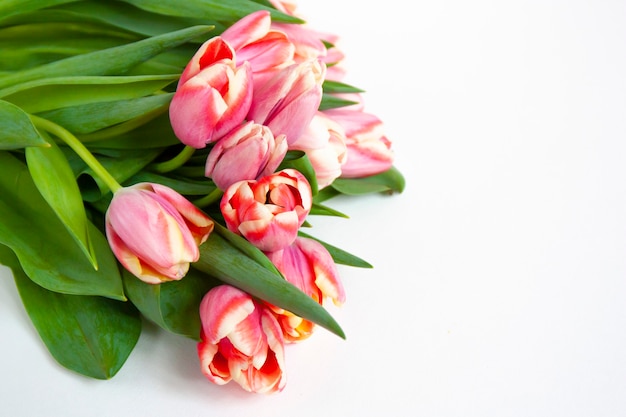 Bouquet di tulipani rosa con bordo chiaro isolato su sfondo bianco