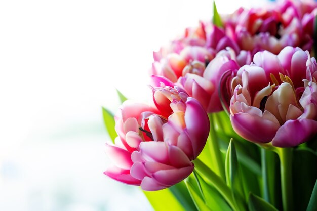 Bouquet di tulipani rosa. Festa della mamma, San Valentino, concetto di celebrazione di compleanno. Biglietto d'auguri. Copia spazio per il testo, vista dall'alto