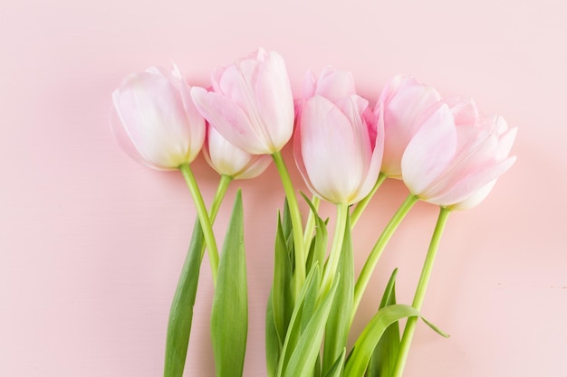 Bouquet di tulipani rosa su sfondo rosa.