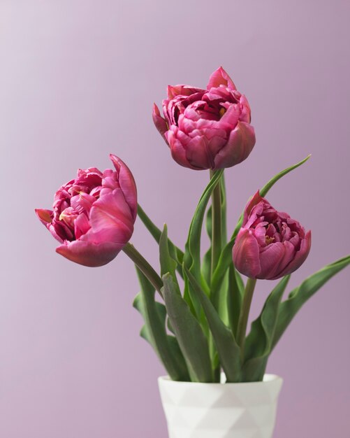 Bouquet di tulipani rosa su sfondo viola Biglietto di auguri