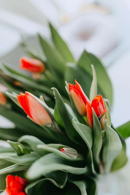 Bouquet di tulipani rossi freschi da vicino su sfondo bianco