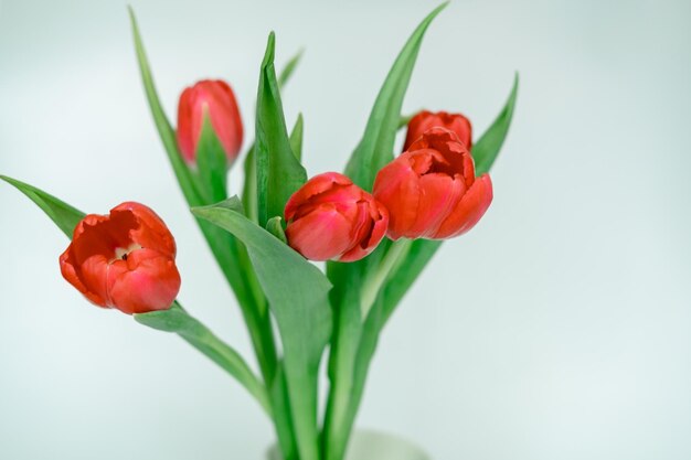 Bouquet di tulipani rossi su sfondo bianco