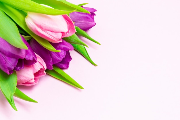 Bouquet di tulipani viola e rosa su uno sfondo rosa chiaro