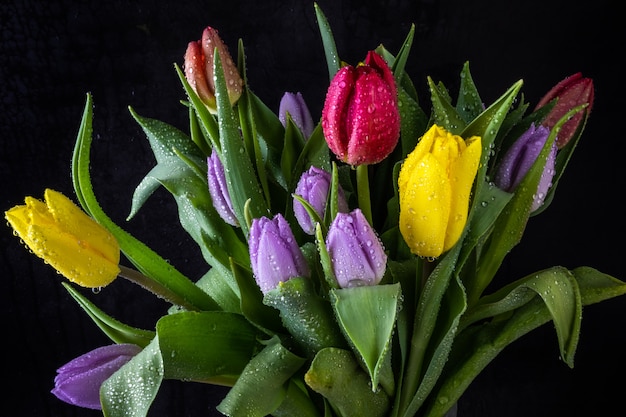 Bouquet di tulipano multicolore in gocce d&#39;acqua su uno sfondo scuro